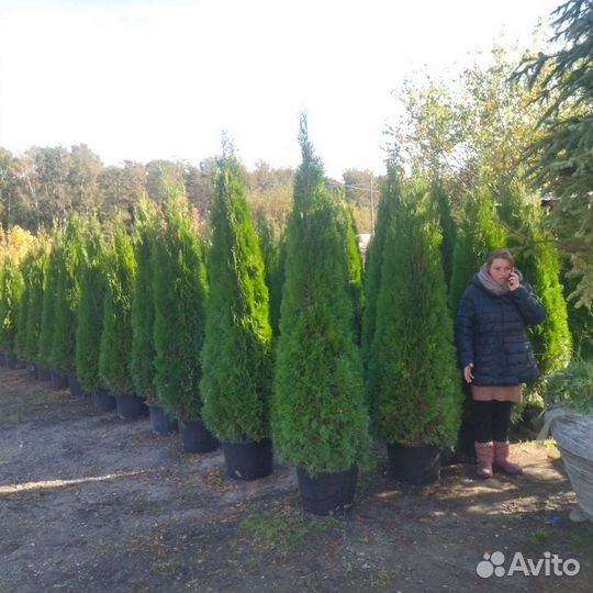 Туя смарагд 180-190 Качество экстра