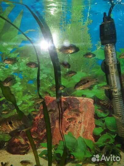 Бюрюзая акара, мальки