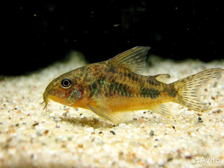Сомик Коридорас Крапчатый (Corydoras Paleatus)