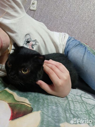 Кошка вислоухая
