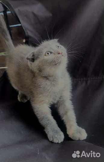 Отдам котят