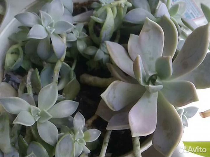 Каменная роза, скуленты