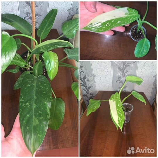 Домашние/ комнатные растения