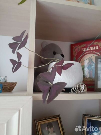 Комнатные цветы