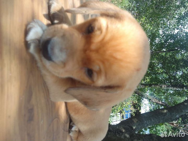 Собака в добрые руки щенок