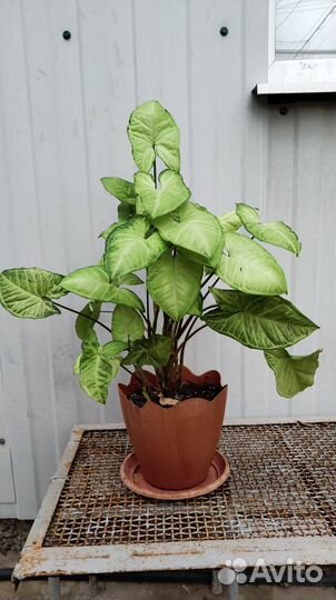 Комнатные цветы