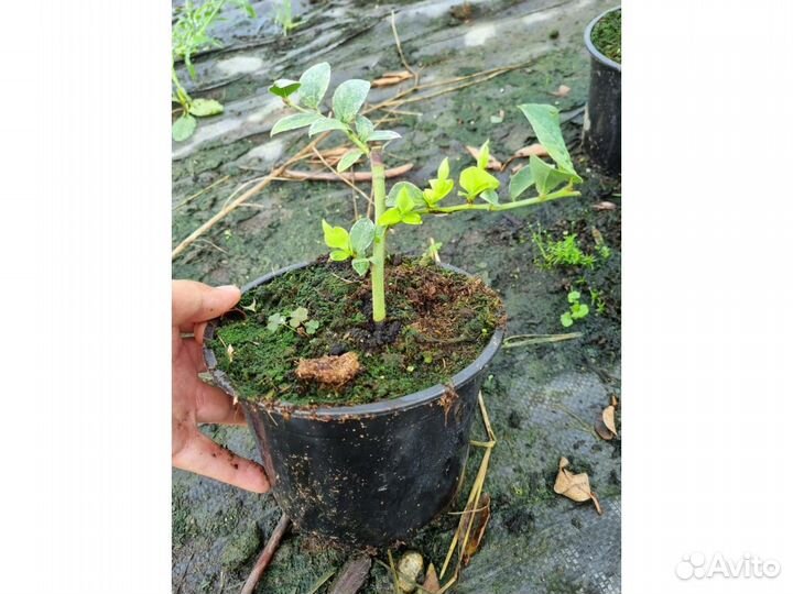 Голубика сорт Bluecrop 2 года