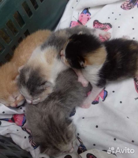 Котята лапочки в добрые руки