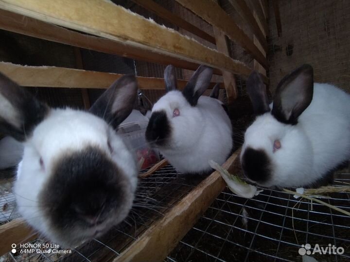 Калифорнийские кролики