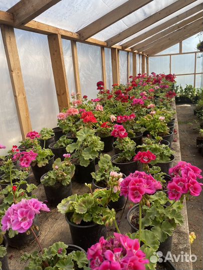 Пеларгония герань зональная