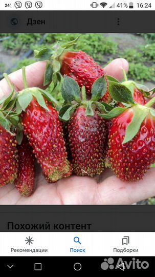 Земклуника Купчиха, клубника