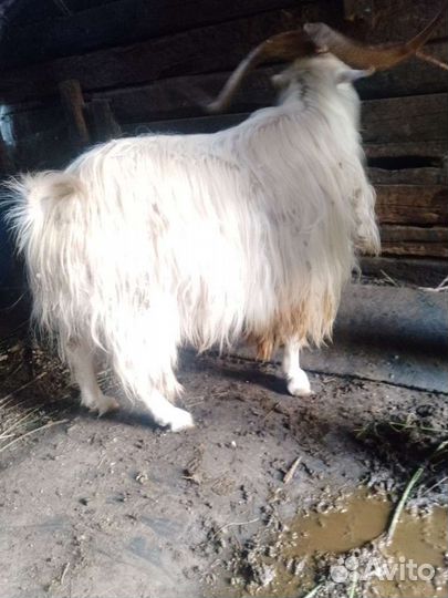 Козы козел