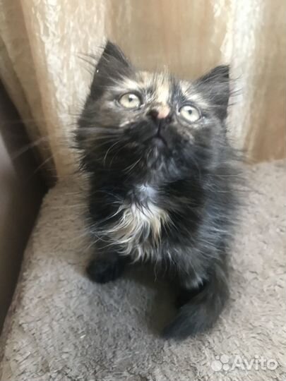 Очаровательный котёнок кошечка