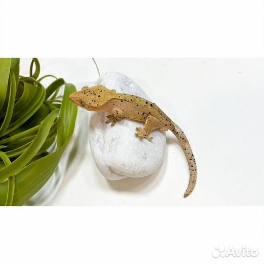 Бананоед самец