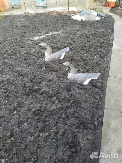 Чучела гусей