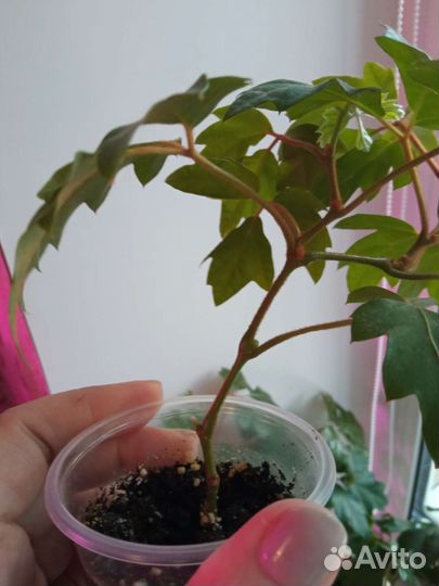 Циссус укоренённый