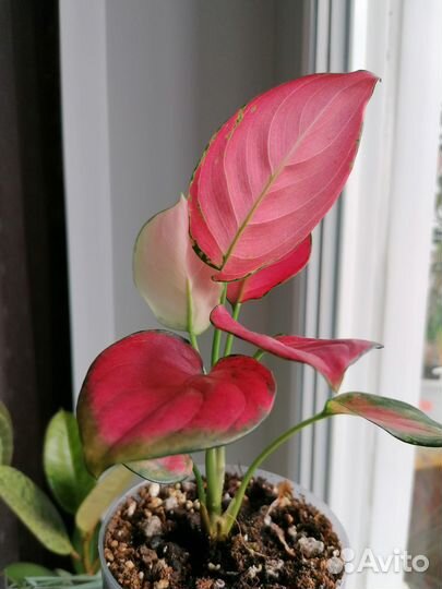 Аглаонема Модестум шот