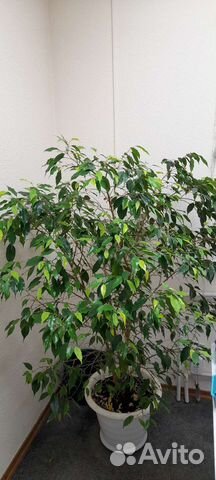 Антуриумы,Аглаонемы,Сингониум Клубничный лёд и др