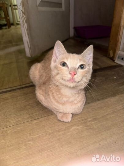 Котик на вид месяца 2-3