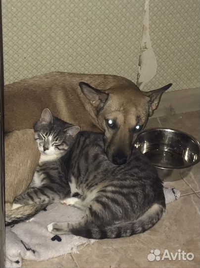 Передержка