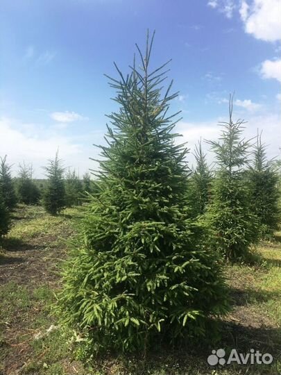 Озеленение и благоустройство