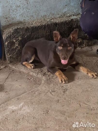 Сабака келпи