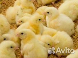 Цыплята бройлер.Куры-несушки.Мулард.Петух.Утята