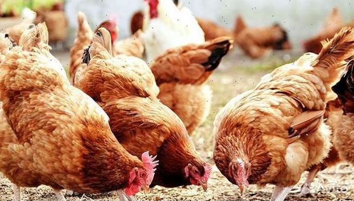 Зерно ячмень