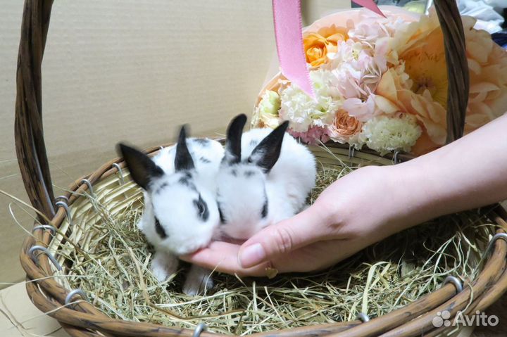 Декоративные кролики