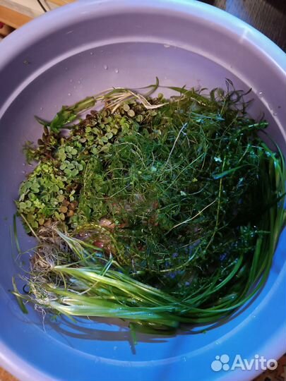 Водоросли для аквариума