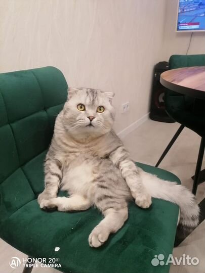 Шотландец вислоухий вязка