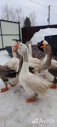 Гусь Холмогор