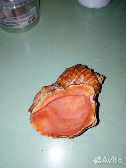 Ракушка морская большая