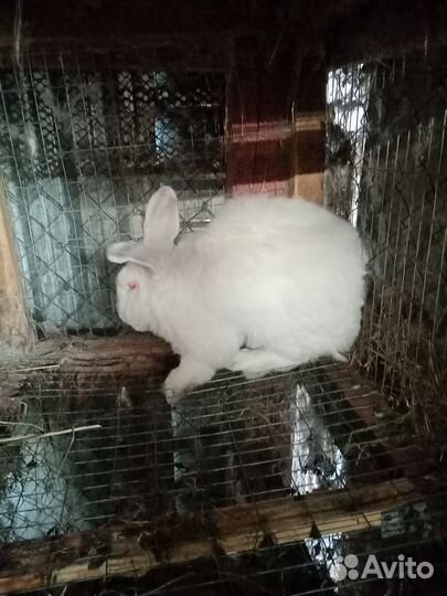 Кролик