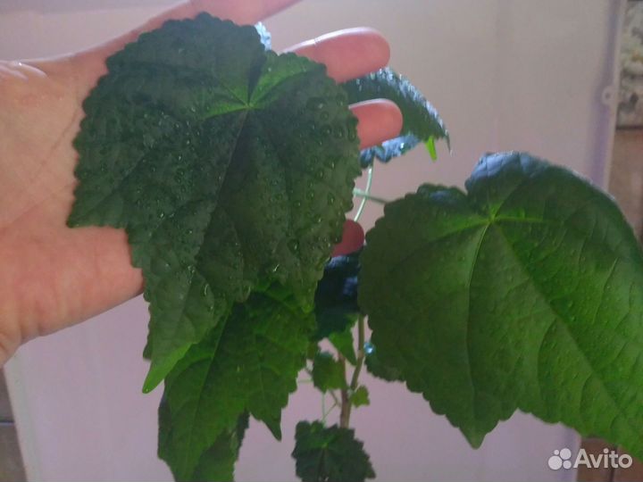 Комнатные цветы абутилон