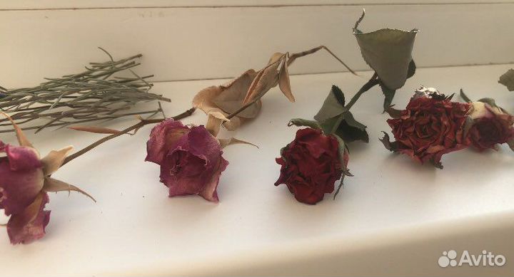 Сухоцветы розы