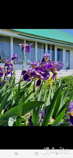 Цветы фиолетовые