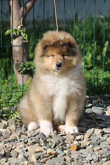 Колли щенки