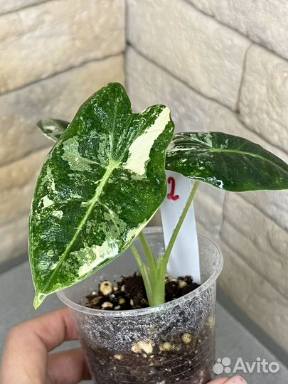 Алоказия фрайдек вариегатная