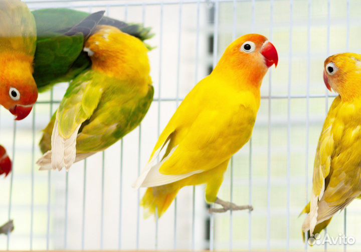 Неразлучник Фишера, Масковые птенцы