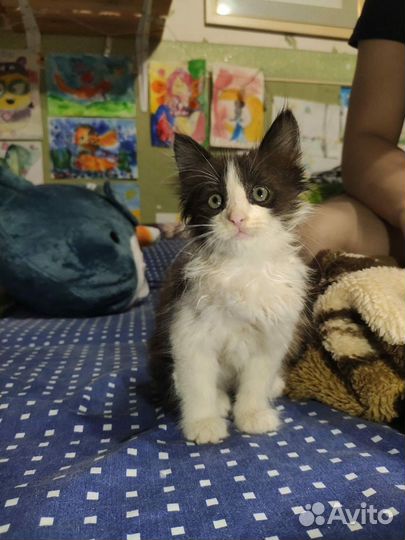 Малыш, котенок ищет дом