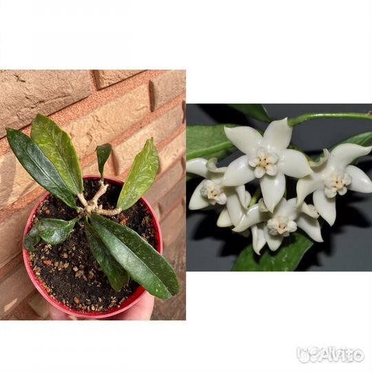 Хойи сортовые взрослые