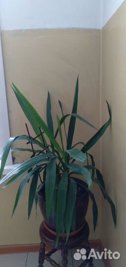 Комнатные цветы