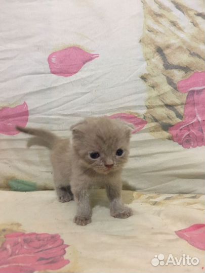 Британская