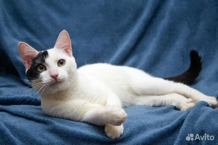 Кот в добрые руки