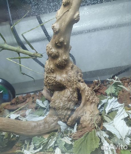 Палочники. Малыши и яйца