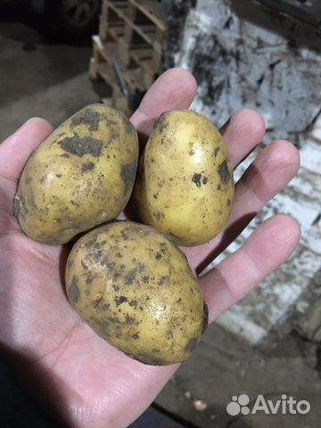 Семенной картофель Гала купить в Казани | Товары для дома и дачи | Авито