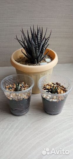 Хавортия и эчеверия