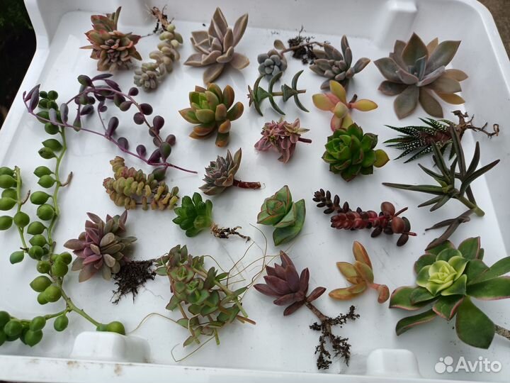 Суккуленты набор