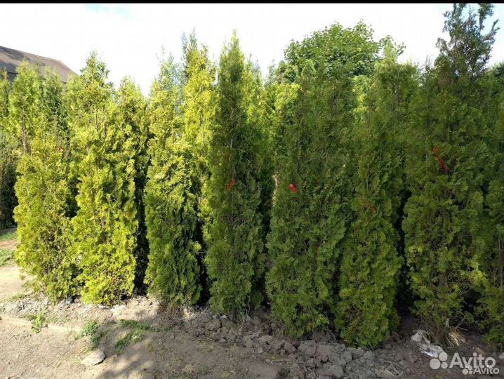 Туя Брабант из питомника.Доставка бесплатная